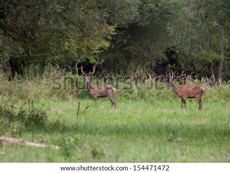 Red deer stand in meadow in front of forest