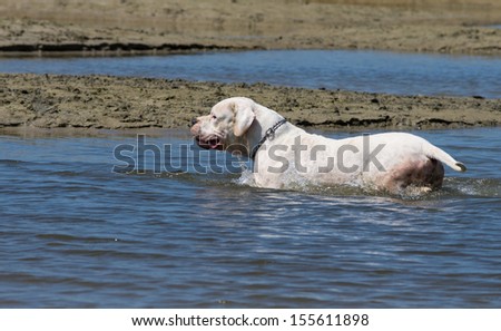 Dog trains in shallow water
