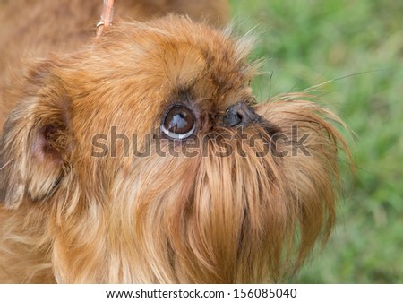 Small obedient dog looking up