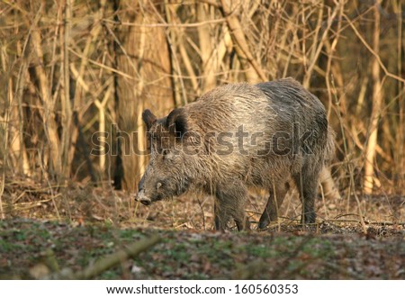 Wild boar walks on meadow