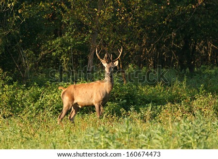 Red deer stands beside forest on sunny day