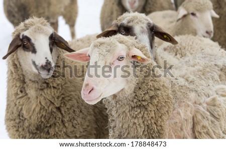 Sheep with skin problem isolated on white