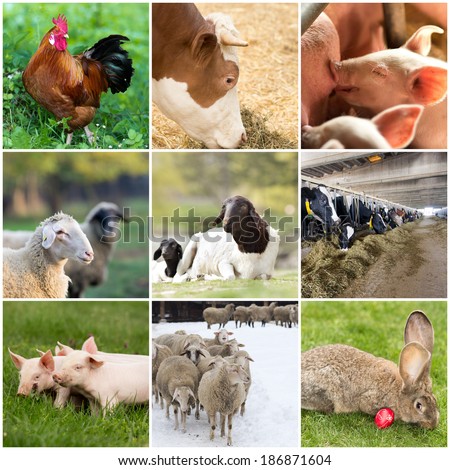 Collage of farm animals (rooster,cow,piglet,sheep, rabbit)
