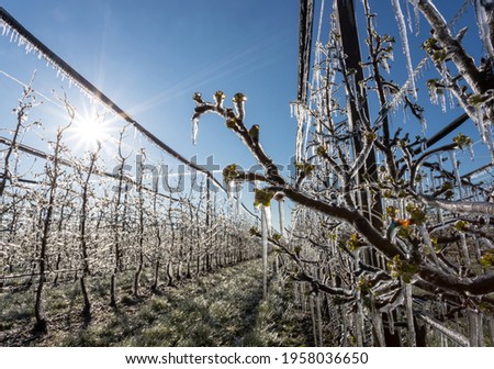 Similar – Foto Bild Eiszapfen am Apfelbaum