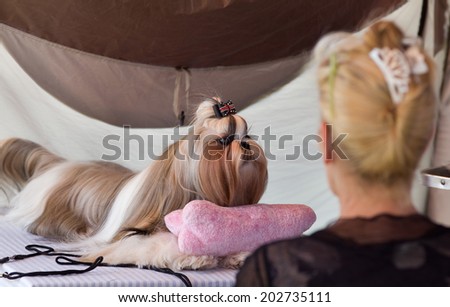 Cute small dog with hairpin resting before dog show