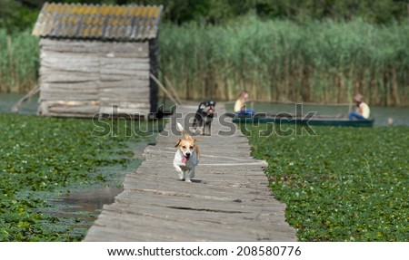Two dogs walking on wooden dock while two girls sitting in boat in background