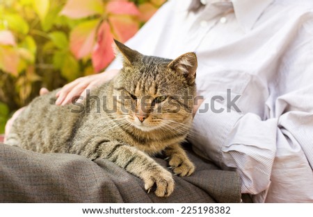 Tabby cat enjoying cuddling in old man\'s lap