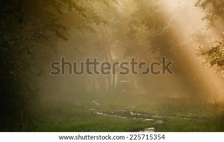 Forest landscape on foggy morning with sun rays and watch tower in background