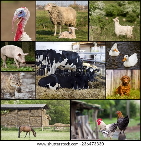 Collage of different domestic animals on the farm