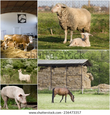 Collage of different domestic animals on the farm