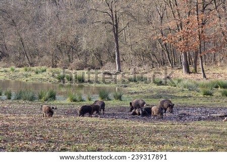 Wild boars looking for food next to pond in winter time