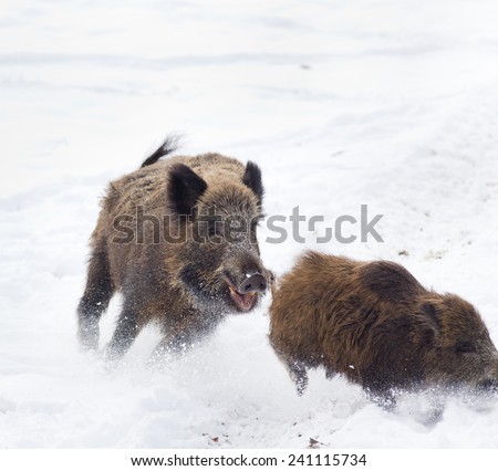 Young wild boar running away from older wild boar on the snow