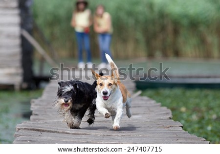 Two adorable dogs running on wooden dock on the lake