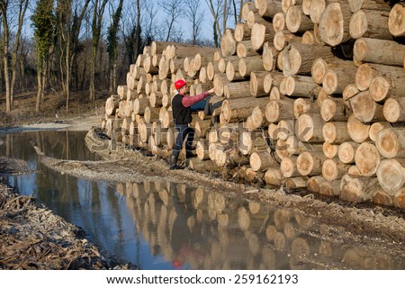 Young lumber engineer standing beside cut trunks and counting