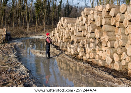 Young lumber engineer standing beside cut trunks