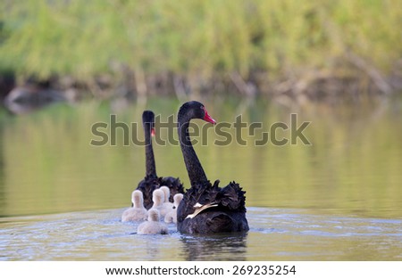 Black swan parents with their cygnets in the lake