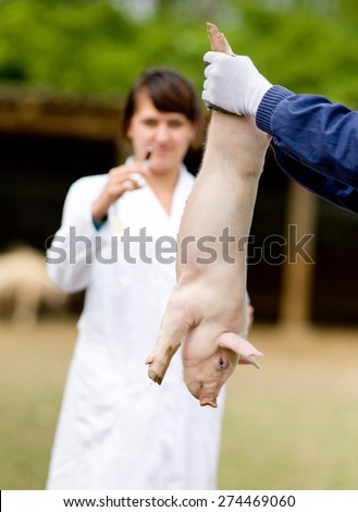 Worker holding piglet for back legs while veterinarian preparing vaccine