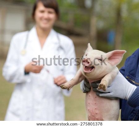 Funny piglet portrait in workers hands, veterinarian in background