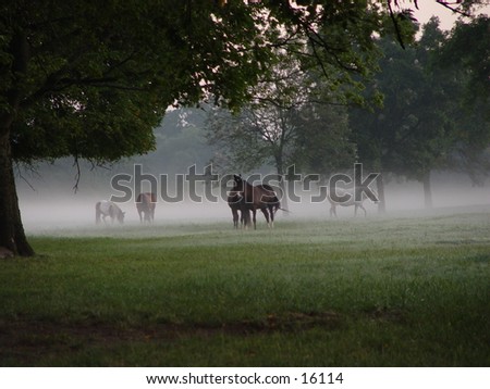 Horses in a field on a foggy morning.