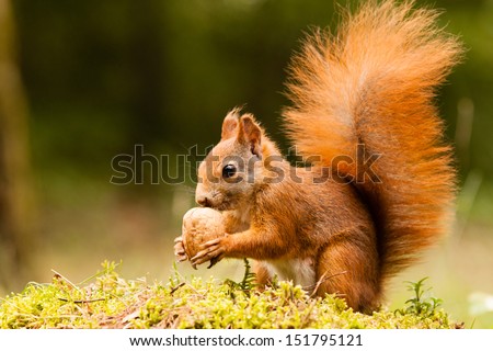 Squirrel Nut