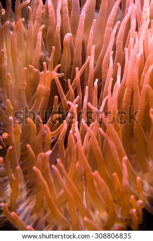 Underwater background coral pattern with red orange colours