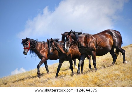 Three wild horses walking on a pasture in a sunny day