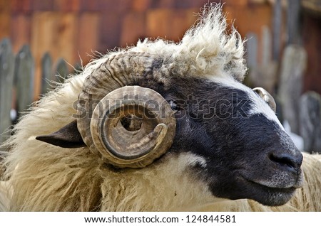 close up of a domestic ram head