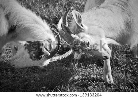 Angry goats fighting on a sunny day