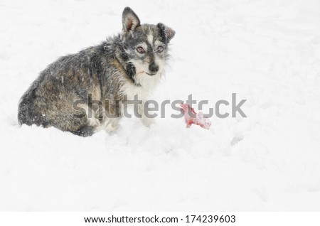 stray dog sitting in the snow guarding a bone