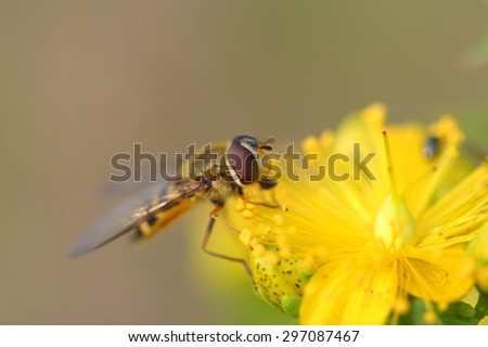 Hover fly( Episyrphus balteatus) on yellow flower (Crepis vesicaria)