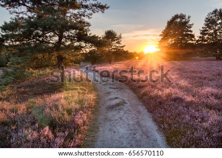 Similar – Foto Bild Heideblüte mit einer versteckten Biene