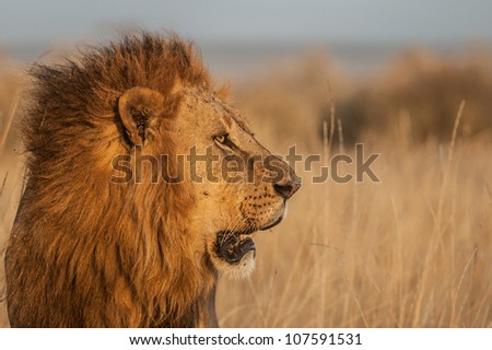 Male Lion side view