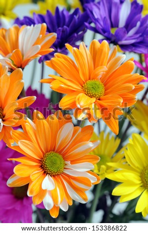 colorful chrysanthemum isolated on white background