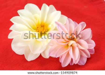 pink dahlia and napkin for background uses