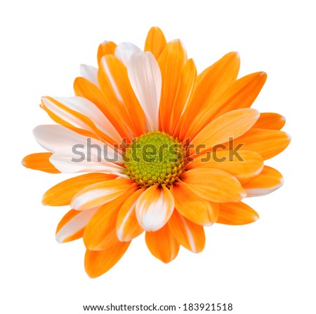 two tone chrysanthemum isolated on white background