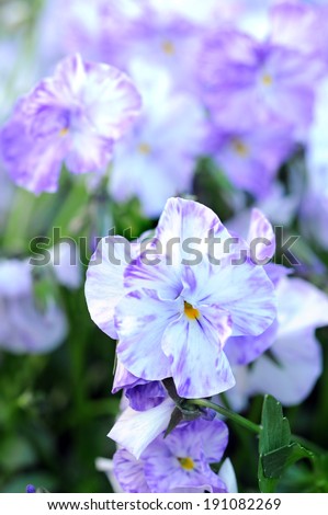 light purple and hybrid pansy in garden