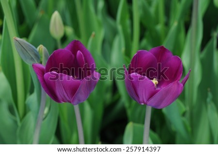 a pair tulips in garden under sunshine