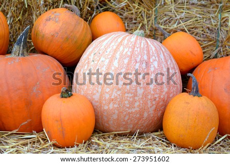 some pumpkin with hay for Fall decoration at market place
