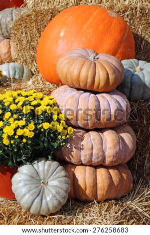 decoration of giant pumpkin, fairy and crown prince squash