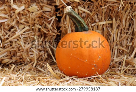 decoration of giant pumpkin at the market place
