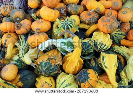 hard squash and other type of pumpkin at market place
