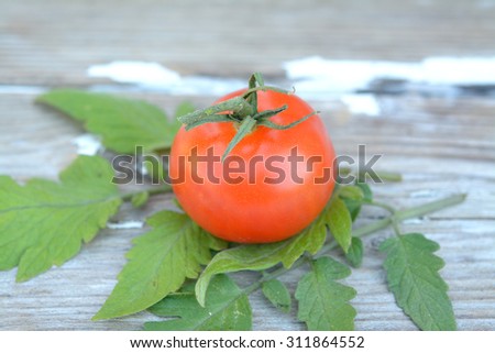 single ripe tomato and leave on vine on grunge table