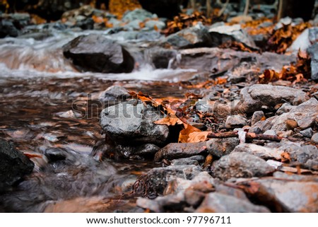 Autumn stream in the forest