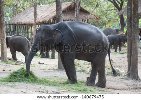 Asian elephants.Chang Thailand Elephant Conservation Center in Thailand. Hang Chat district, Lampang province, Thailand.