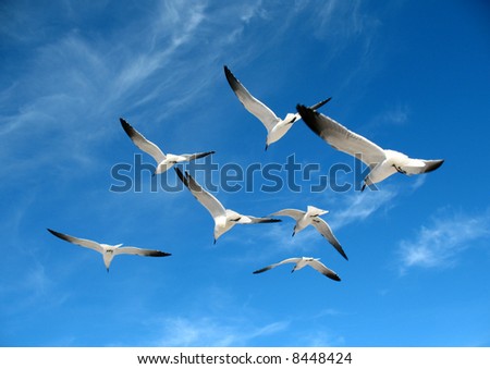 Similar – Image, Stock Photo freedom birds gulls