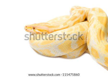 Gold Python,Albino snake on white background