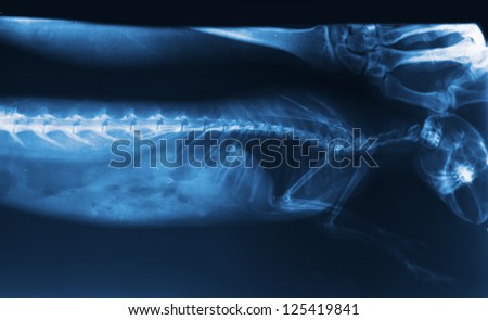 x-ray image of bunny spine
