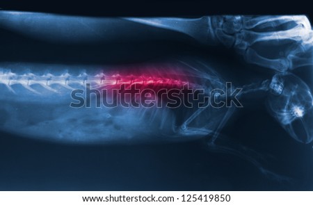 x-ray image trauma of bunny spine