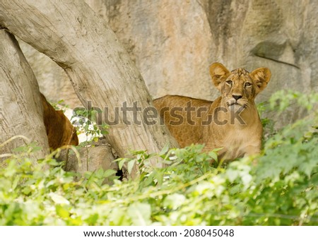 little Lion Cubs