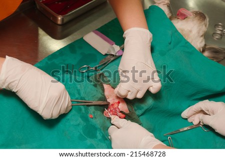 dog in a veterinary surgery ,veterinarian sterilization operation on dog